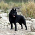 LYU DOG INSPIRATION FOR INNOVATION LYU DOG INSPIRATION FOR INNOVATION