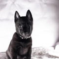 GRAND ANUBIS HOUND NB GRAND ANUBIS HOUND NB