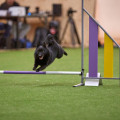 EXCLUSIVE ANUBIS HOUND EXCLUSIVE ANUBIS HOUND