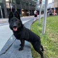 ELFO ANUBIS HOUND ELFO ANUBIS HOUND
