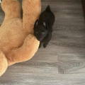 ENZO ANUBIS HOUND ENZO ANUBIS HOUND