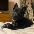 FORTUNA ANUBIS HOUND FORTUNA ANUBIS HOUND