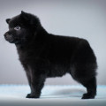 VIA AN'SVET EASTWICK WITCH THUNDERCLOUD NB