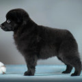 VIA AN'SVET ILLARIA NB