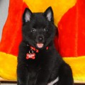 LYU DOG VIKONT LYU DOG VIKONT