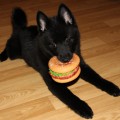 LYU DOG VIN DIEZEL LYU DOG VIN DIEZEL