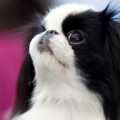 AMATERASU OMIKAMI IGRIVIY LUCHIK AMATERASU OMIKAMI IGRIVIY LUCHIK