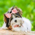 PUR'PURNAYA ROSA OT PANDY SHARM