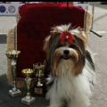 BRIZ KUNASHIRA YAN-CHI FLYING WINNER BRIZ KUNASHIRA YAN-CHI FLYING WINNER