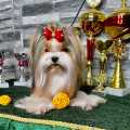 IDEAL OF DEVOTION PLAYBOY PERFECT
