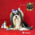 TOP ROYAL BOY TOP ROYAL BOY