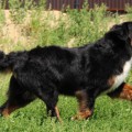 GUARO D'ANHOA