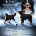 SENNENHUND ROSSII SIRIUS