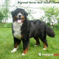 ALGRAND BERNI BEL TEDDI CHARM ALGRAND BERNI BEL TEDDI CHARM