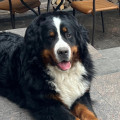 SENNENHUND ROSSII GRAF-II SENNENHUND ROSSII GRAF-II