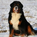SENNENHUND ROSSII DIKSI SENNENHUND ROSSII DIKSI