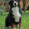 SENNENHUND ROSSII MAKENTOSH SENNENHUND ROSSII MAKENTOSH