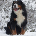 SENNENHUND ROSSII HITANA MIRA SENNENHUND ROSSII HITANA MIRA