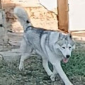 GREY SPIRIT OF GOLDEN NIKOL GREY SPIRIT OF GOLDEN NIKOL