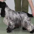 ALEN ASHEN TRIUMPHATOR ALEN ASHEN TRIUMPHATOR