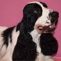 ROZET DELIZ CANDY COOPER
