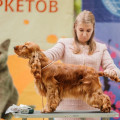 TSARSTVO RYZHIH CHOGORI TSARSTVO RYZHIH CHOGORI
