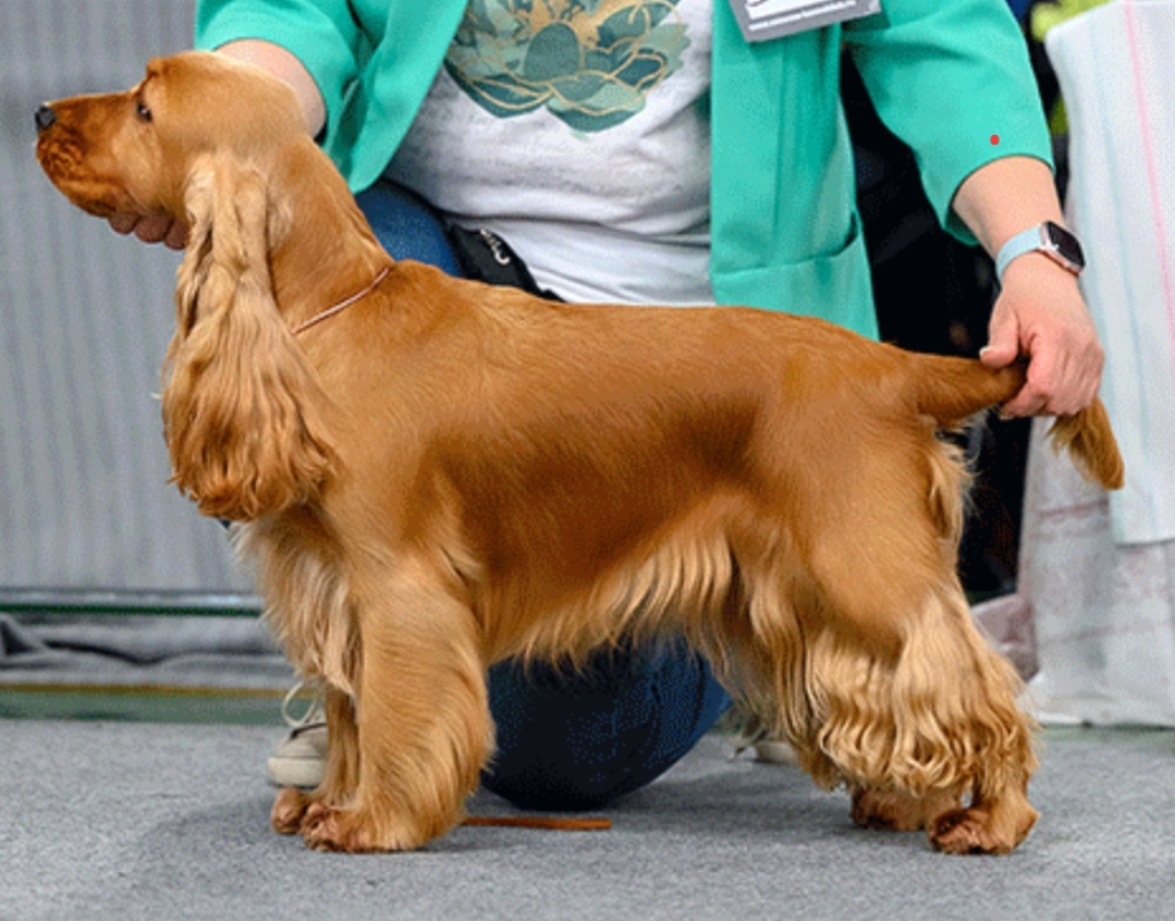 Cocker spaniel shops pedigree database