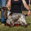 ROZET DELIZ DIAMOND DIVA