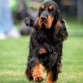 ARASKAL MOCACHINO BLACK ARASKAL MOCACHINO BLACK