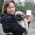 ROZA THE RED BUFF ROZA THE RED BUFF
