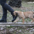 STINGER THE RED BUFF STINGER THE RED BUFF