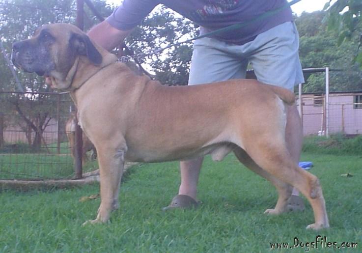 YSTERBERG MOUZER BULLA » Pedigree database Boerboel;