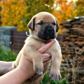 EDMONT IMMORTAL HOND EDMONT IMMORTAL HOND
