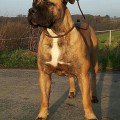 BOERBOELHOEVE NONPLUSULTRA OF TEUTONIA BOERBOELHOEVE NONPLUSULTRA OF TEUTONIA