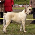 ARCHEL