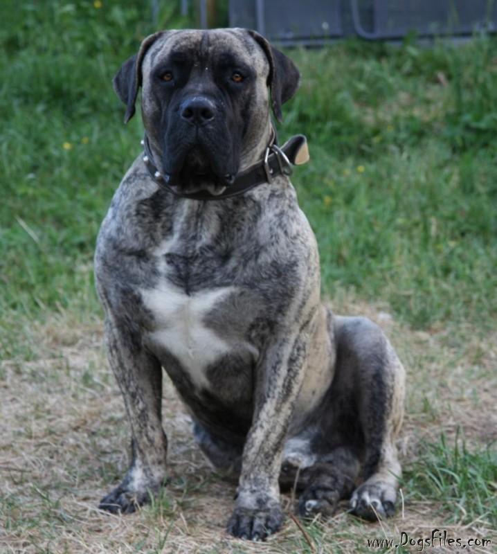 MIDDELPOS ZORO » Pedigree database Boerboel;