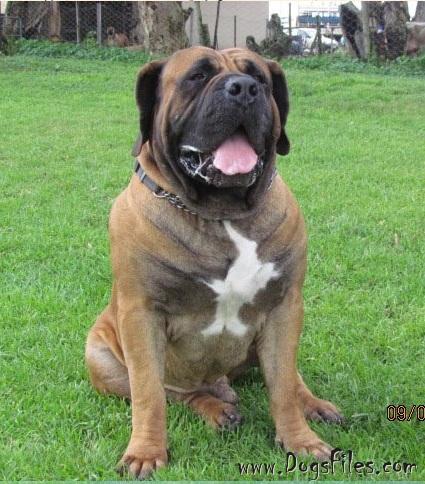 KLEIN SANDFONTEIN BENJI » Pedigree database Boerboel;