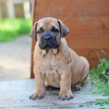 YANTARNY BEREG ABIGAYL LITTEL PRINCESS