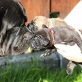 BOSSLINE PUPPIES ODIN X OBAMA