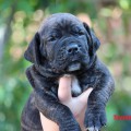 BOSSLINE PUPPIES ODIN X SHELBI