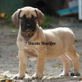 DAKOTA BOSSLINE