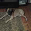 ARNOLD FROM MOLOSS HOUSE