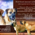 FLEURETTE IMMORTAL HOND FLEURETTE IMMORTAL HOND
