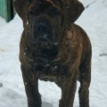 YANTARNY BEREG ONYX