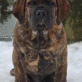 YANTARNY BEREG OSCAR