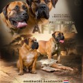 PUPPIES IMMERMOED RAINDANCER X LANA FSA