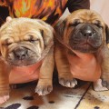PUPPIES IMMERMOED RAINDANCER X YANTARNY BEREG AH KAKAYA LAPOCHKA