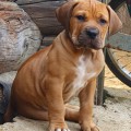 YANTARNY BEREG TSIARA BONNI EM