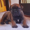 YANTARNY BEREG EBIGEIL BULKA