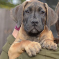 DAISY MAE OD JESENICKE PREHRADY DAISY MAE OD JESENICKE PREHRADY